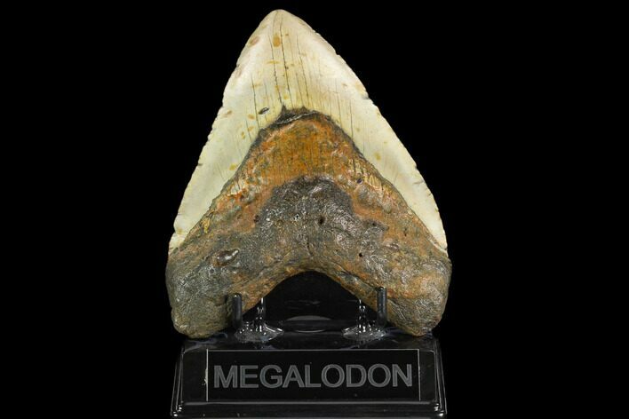 Huge, Fossil Megalodon Tooth - North Carolina #124950